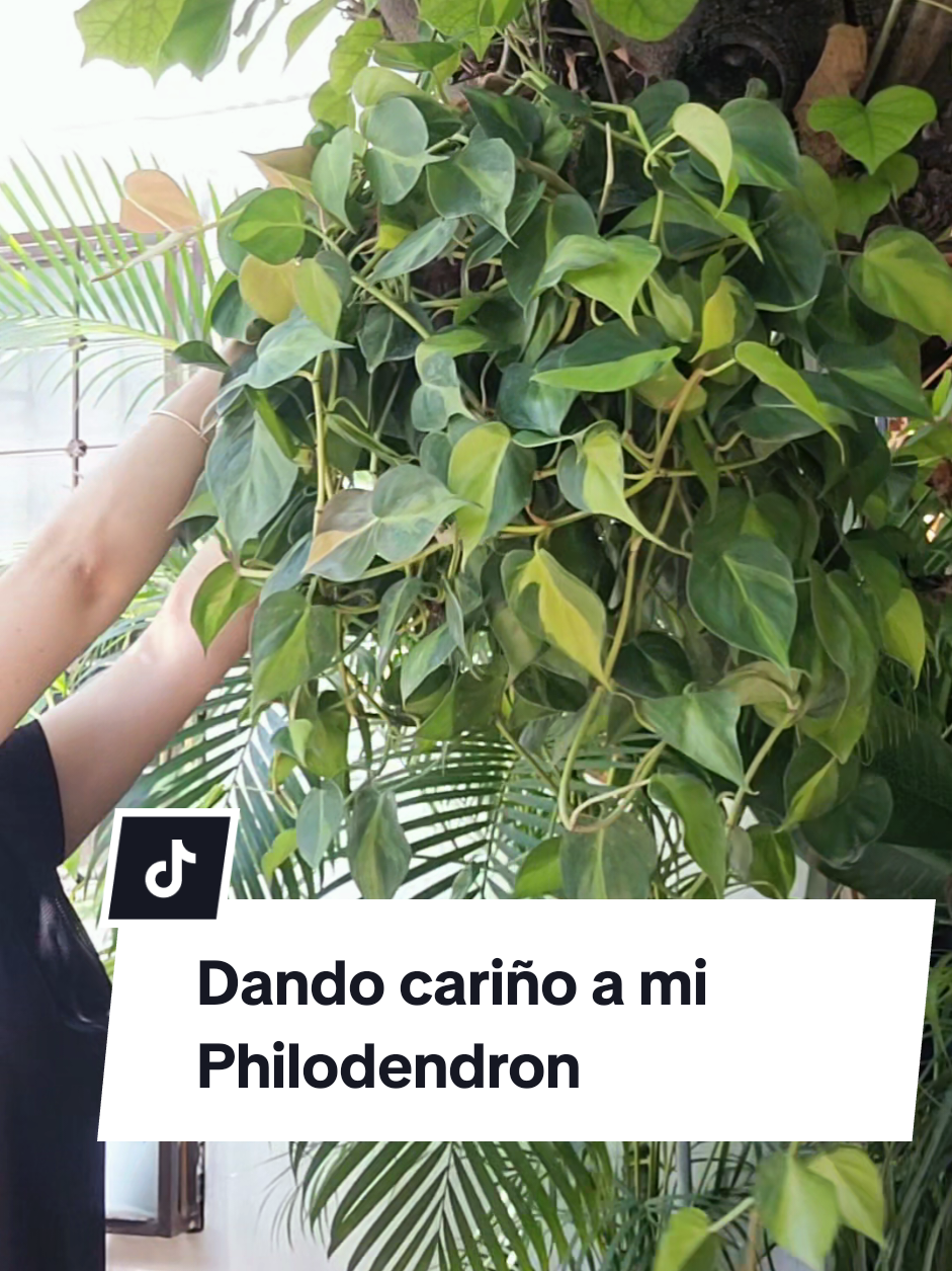 @Plantología🌿