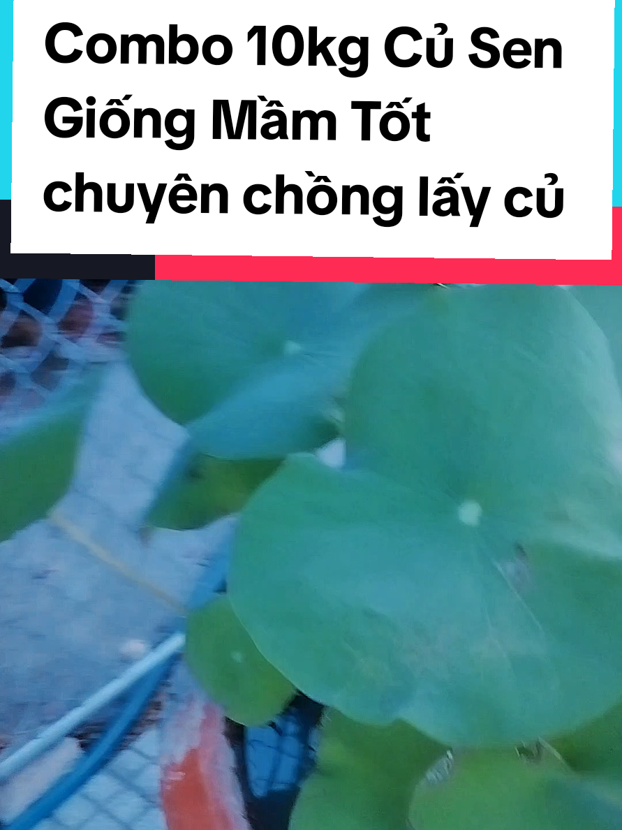 @@1Huyền Nguyễn