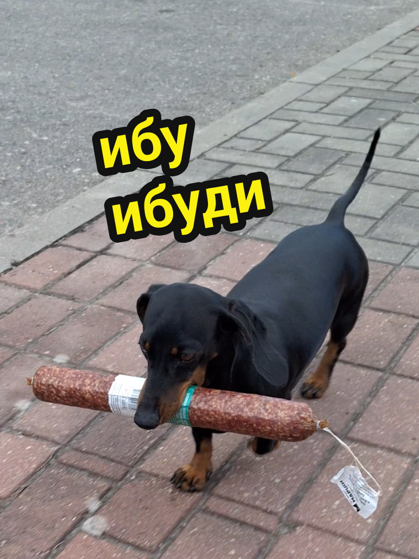 @ШПУЛЬКА. Весёлая такса!