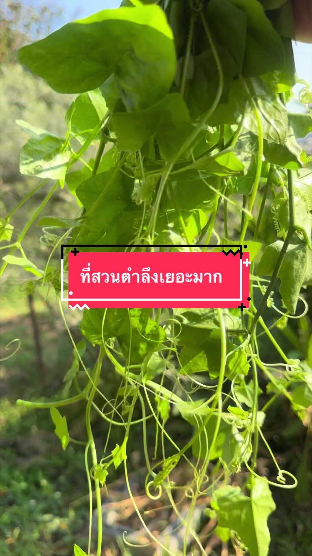 @ชาวสวนที่ชอบขายของ