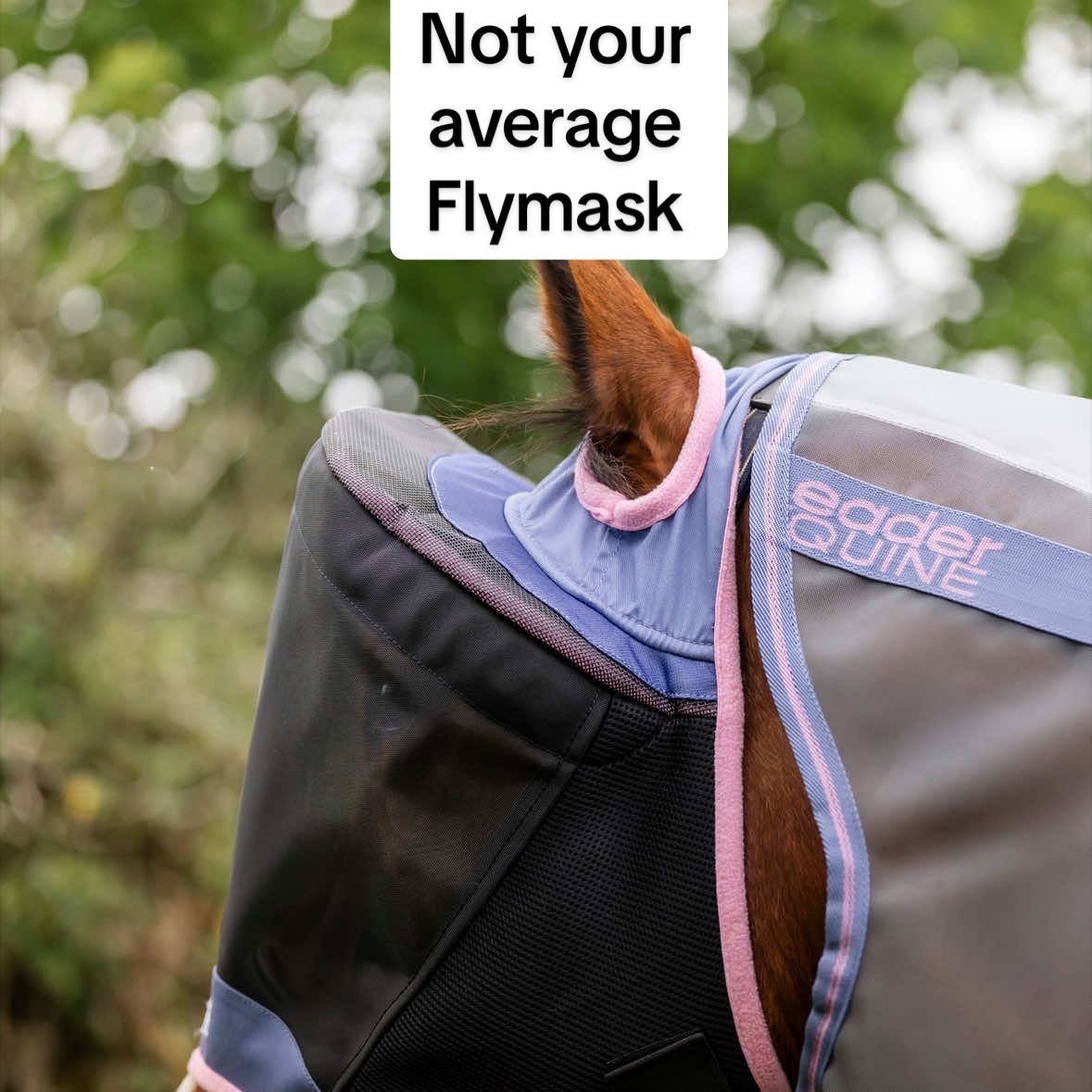 @Leader Equine