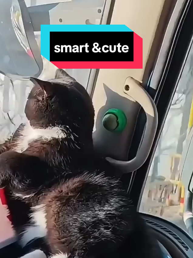 @MeowMagic