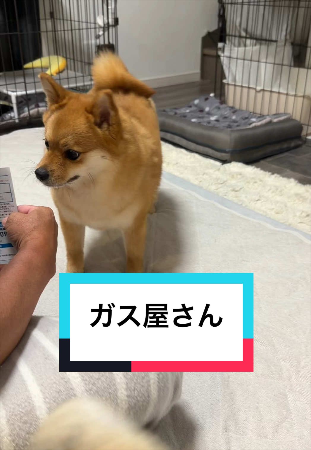 @🐶とん&ぺっぺこぺー🦊