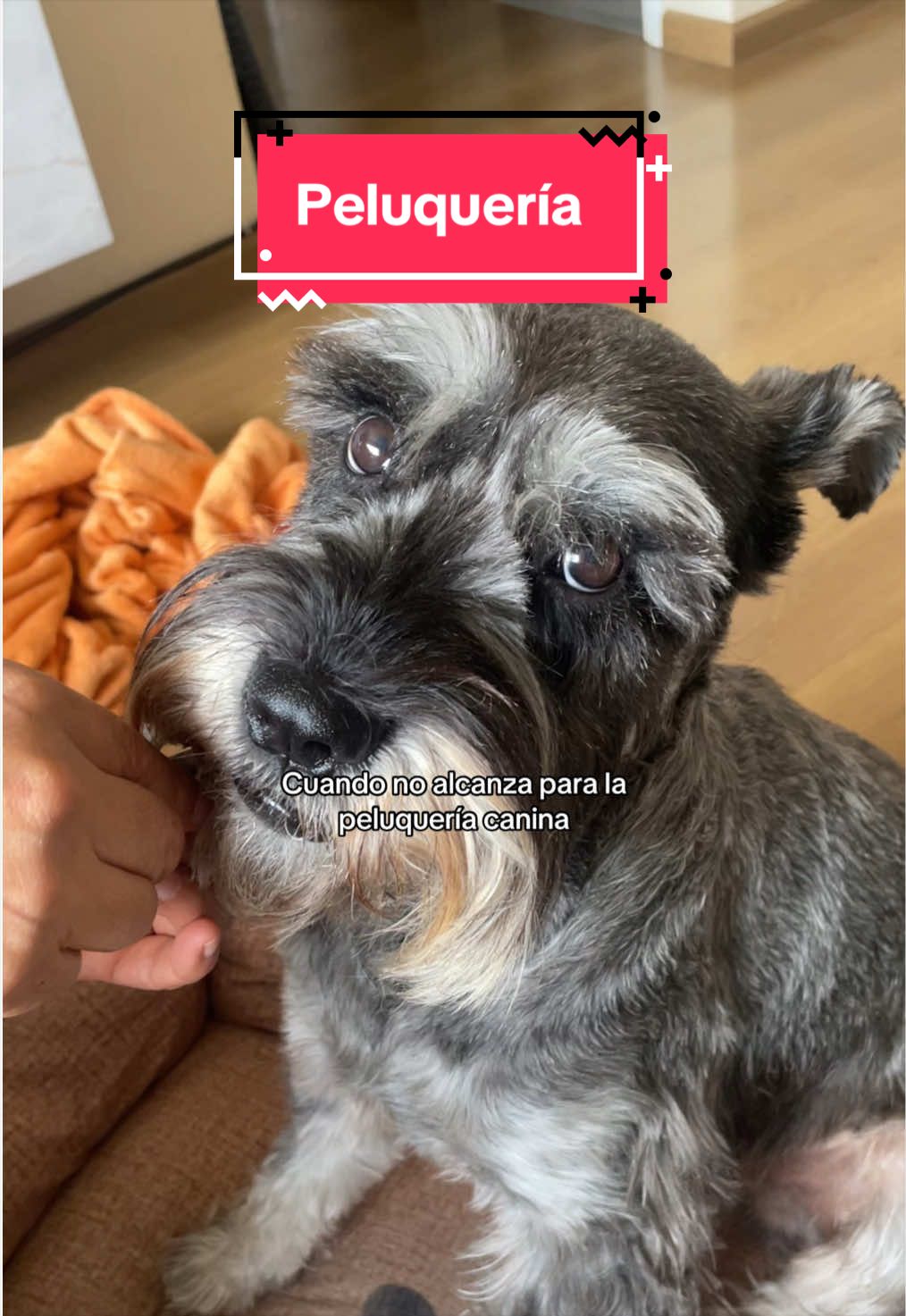 @lukah_schnauzer