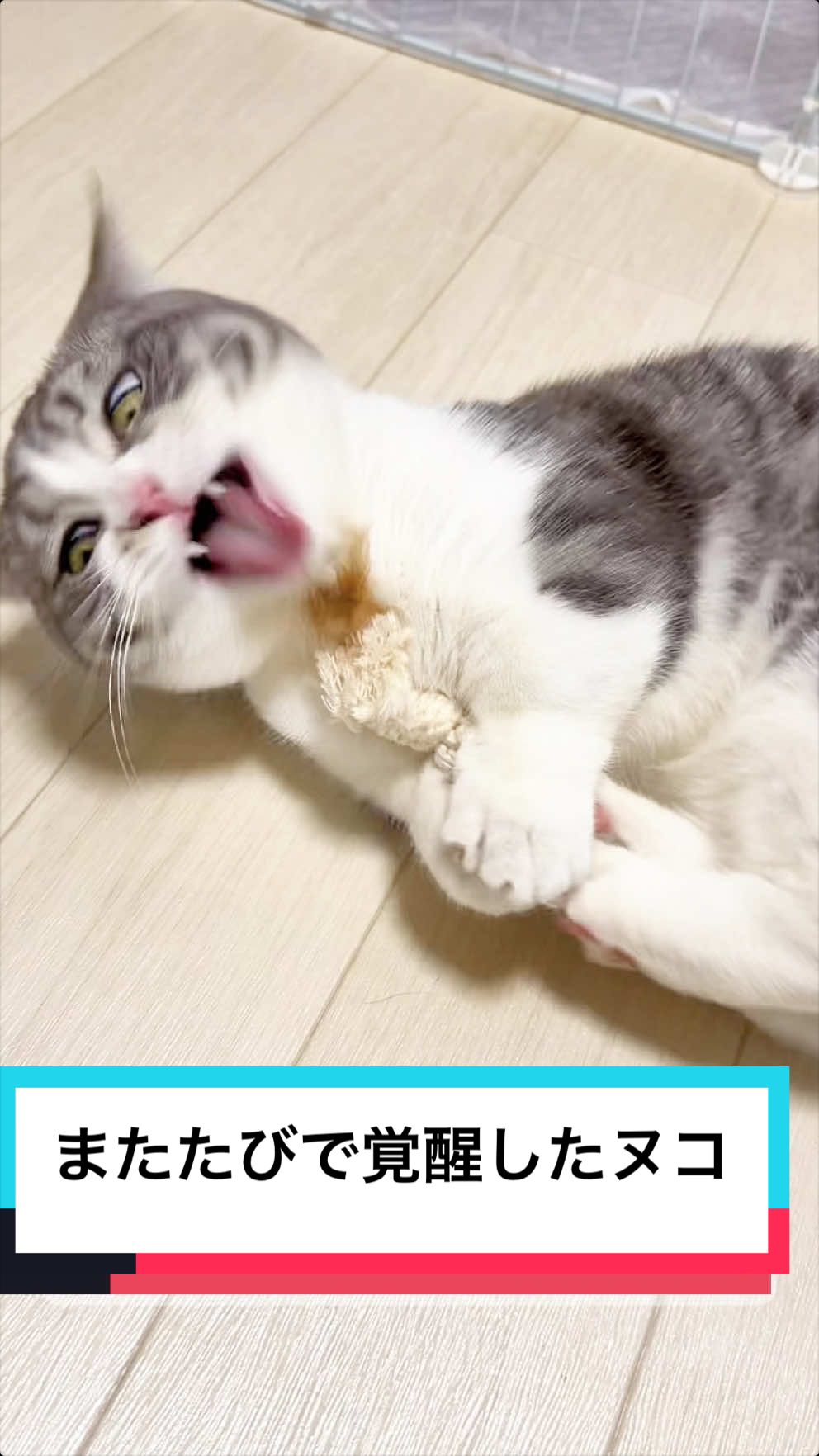@☆しじみ☆マンチカン