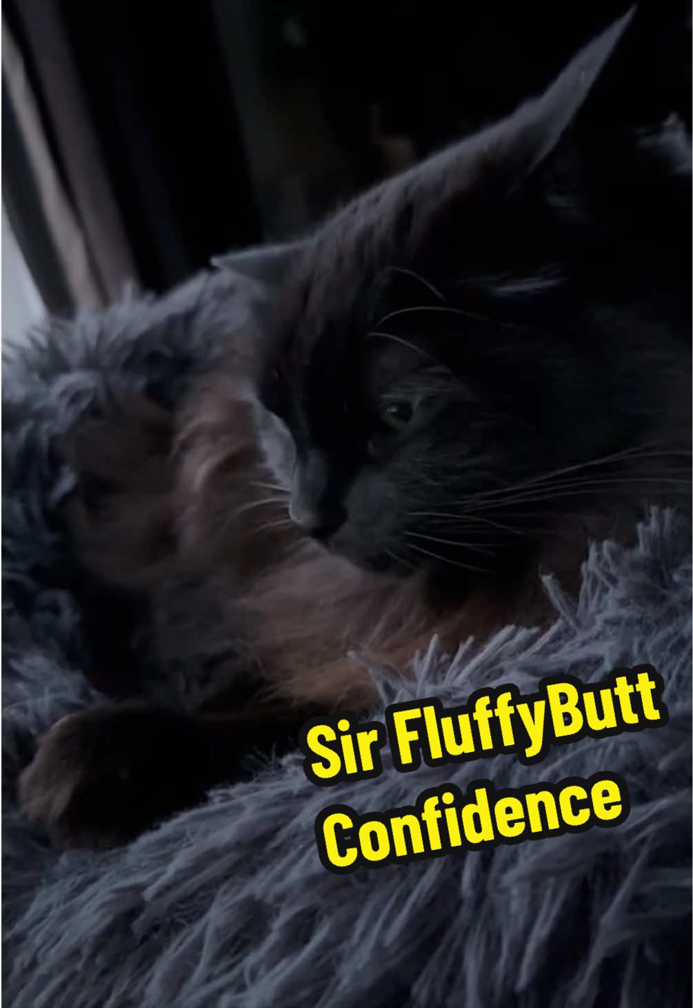 @Sir FluffyButt,the cat🇨🇦🇺🇦