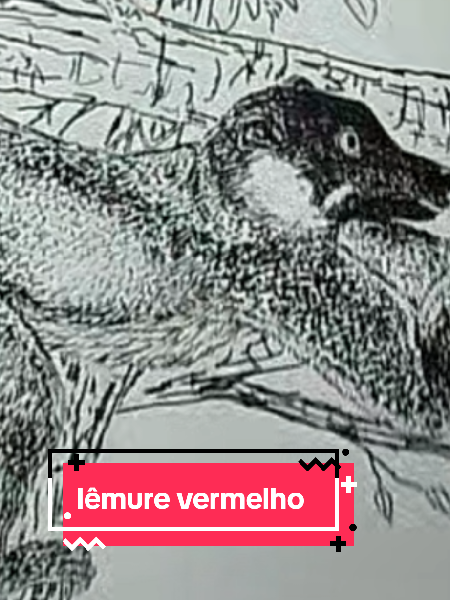 @Afonso Henrique