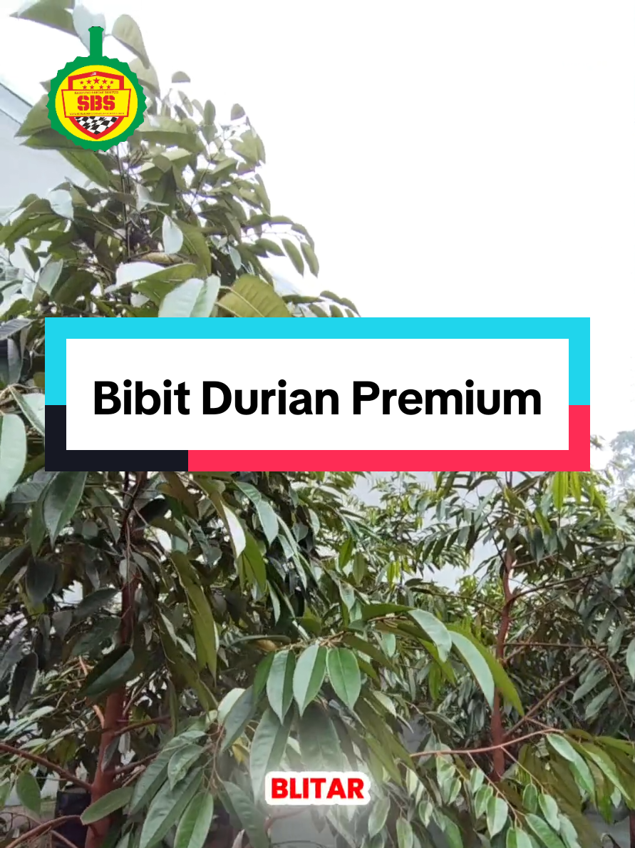 @Produksi Buah_SBS