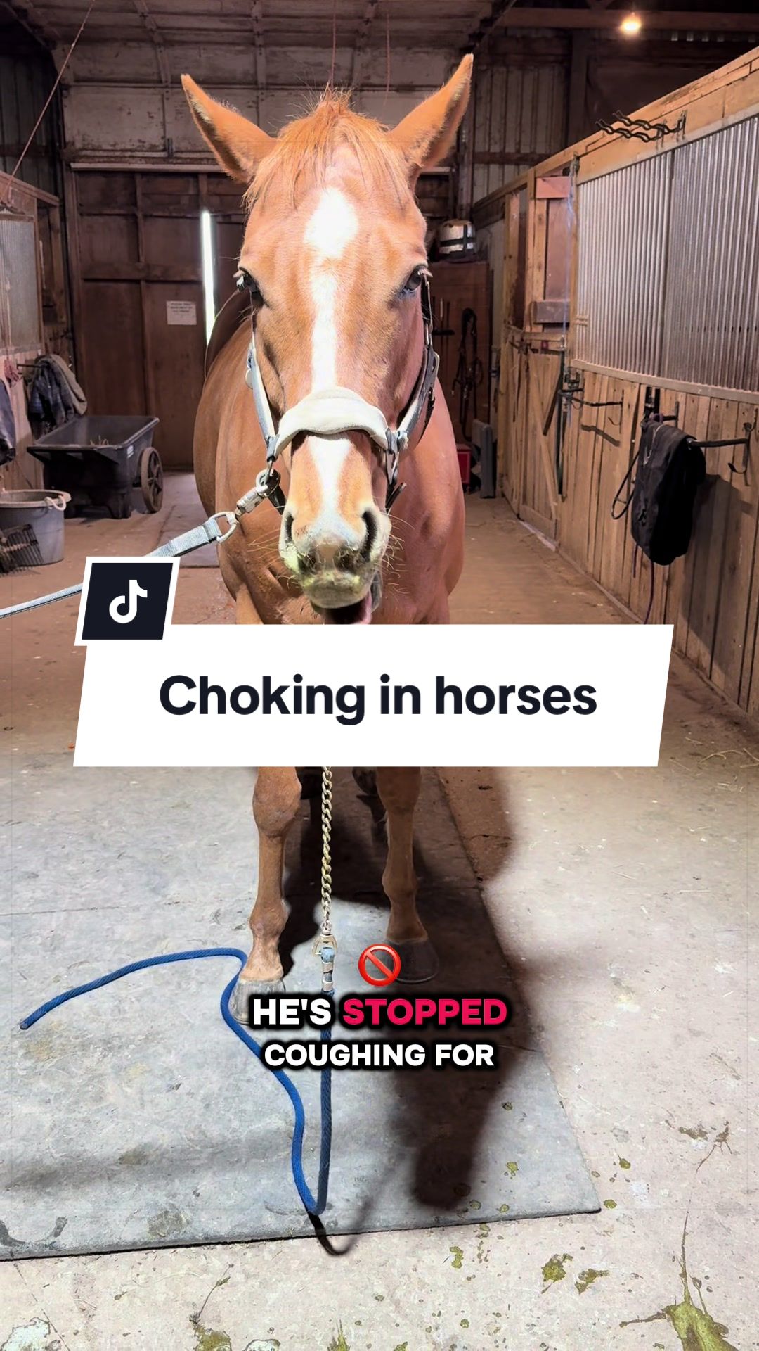 @Karin - Empower Equine app