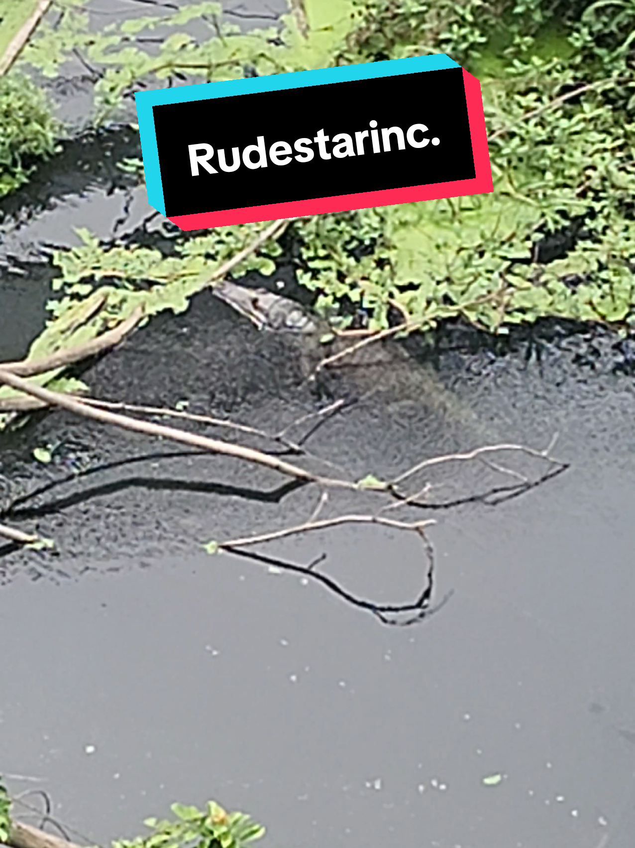 @Rudestarinc.