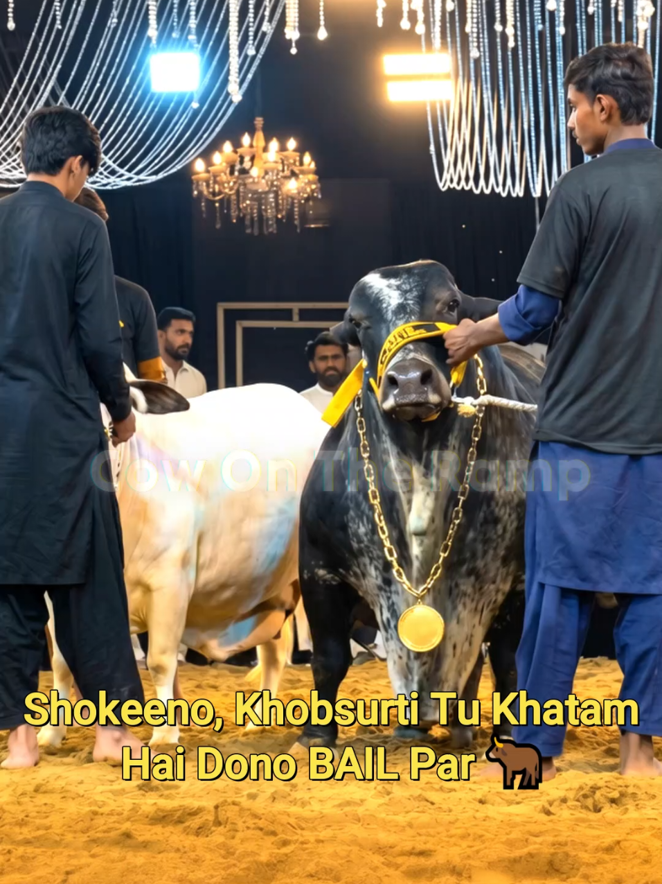 @Cow On The Ramp