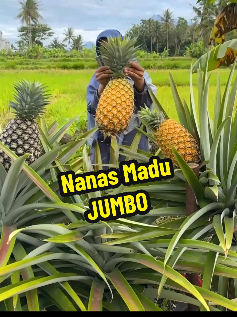 @TOKO BIBIT PAKDE