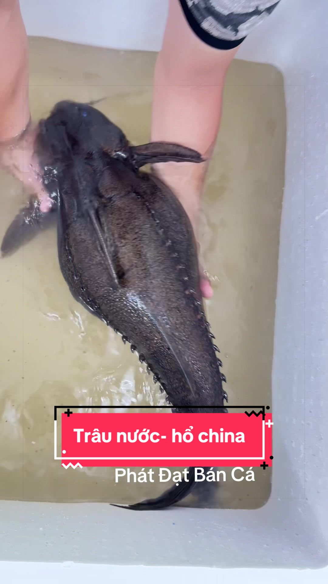 @Ph&aacute;t Đạt B&aacute;n C&aacute; 😎🐠🦈