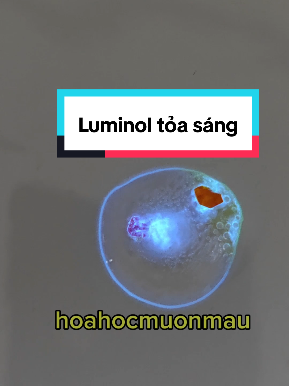 @hoahocmuonmau