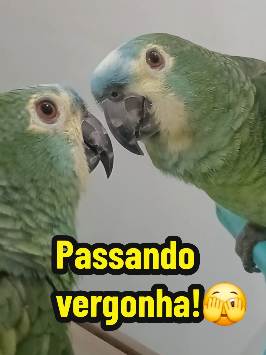 @Papagaio Chico🌽🦜