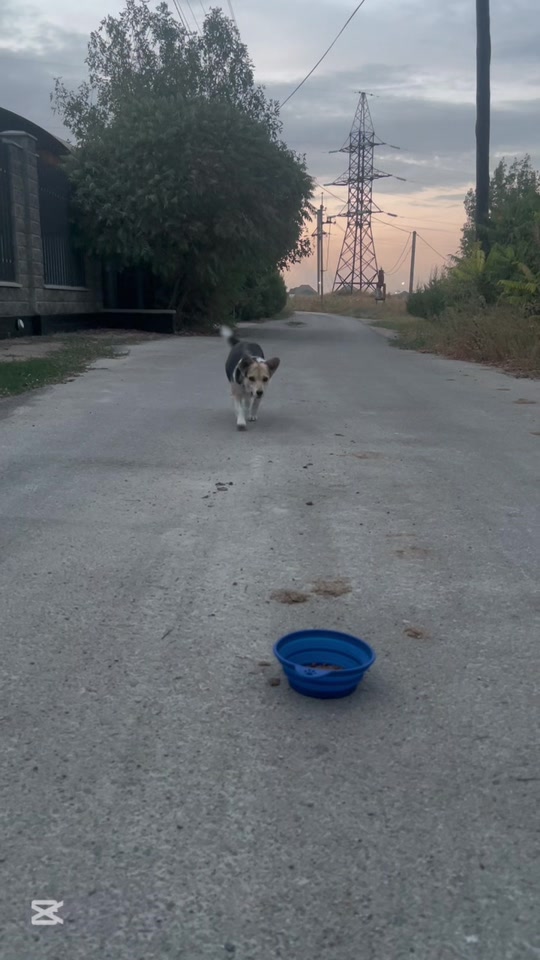 @НЕ КОРГИ