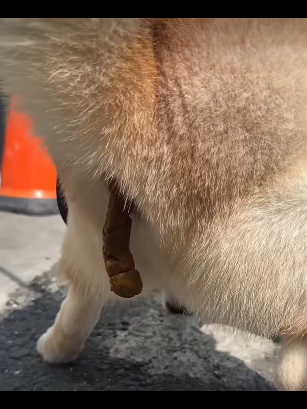 @Machiko Shiba