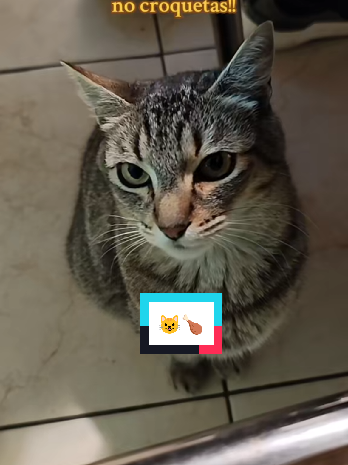 @Lunita🐱🌜