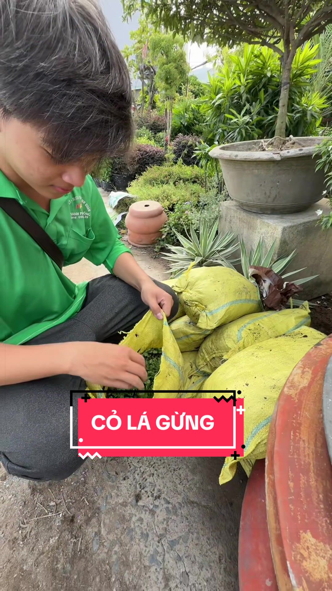 @Cây Xanh Phong Hồng