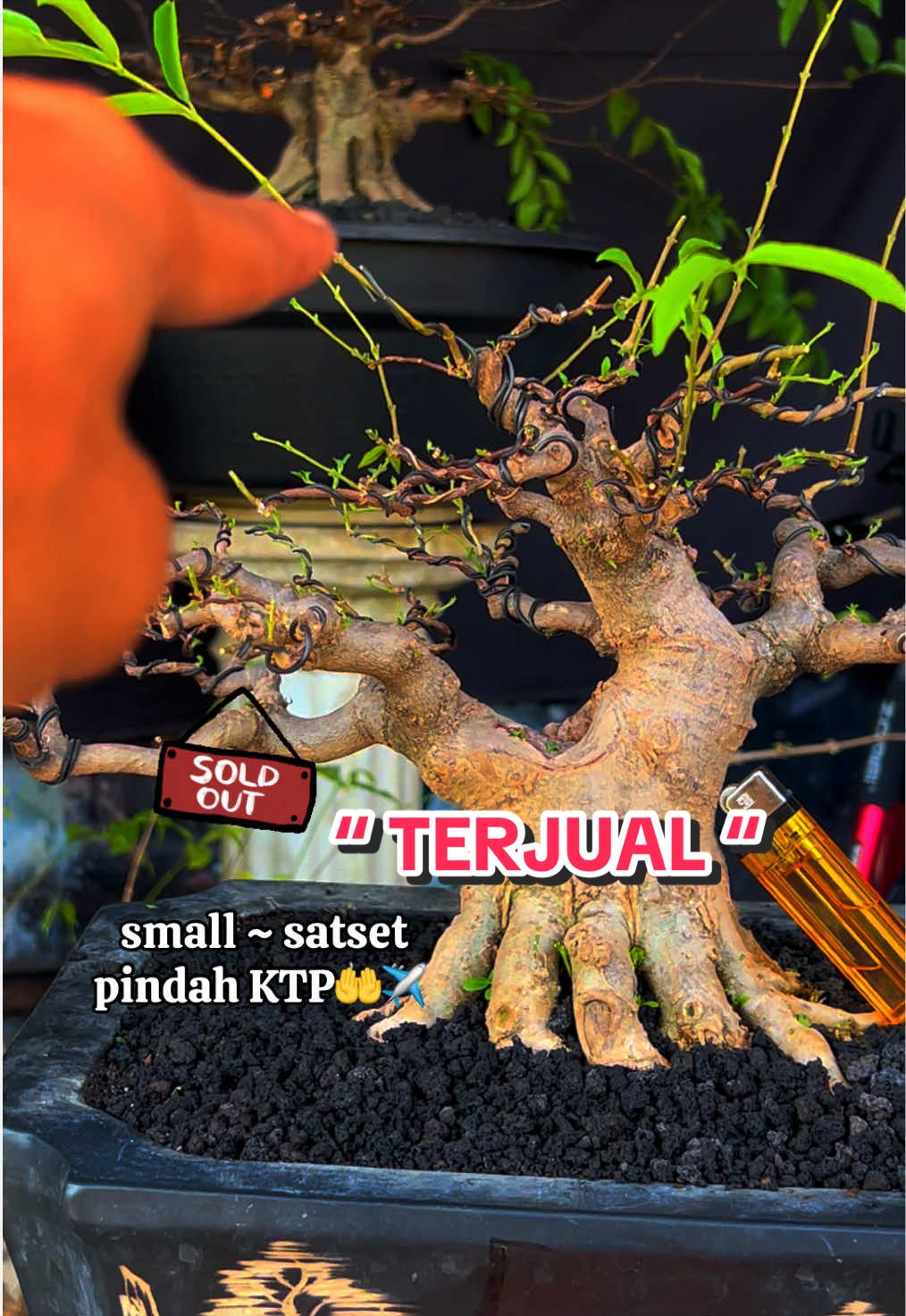 @warbonsai_purwodadi
