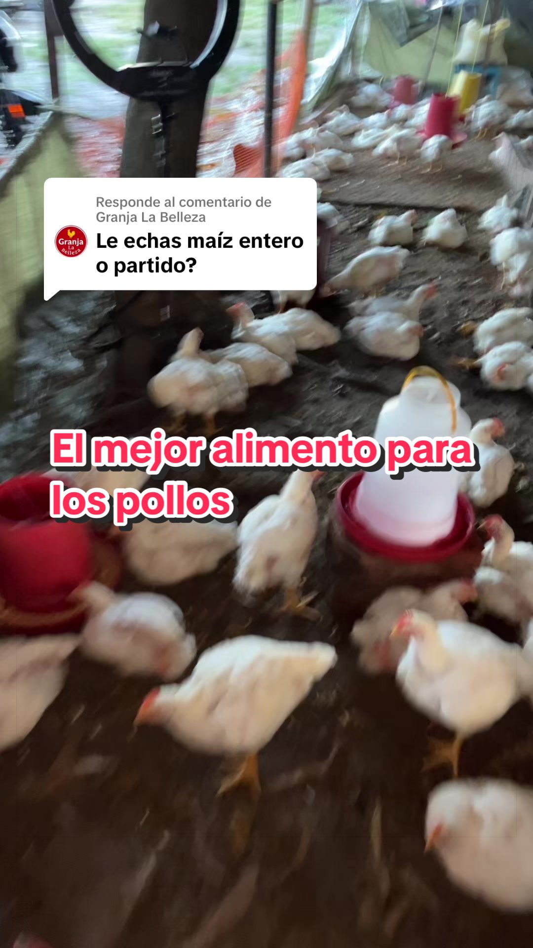 @elmagnatedelospollos