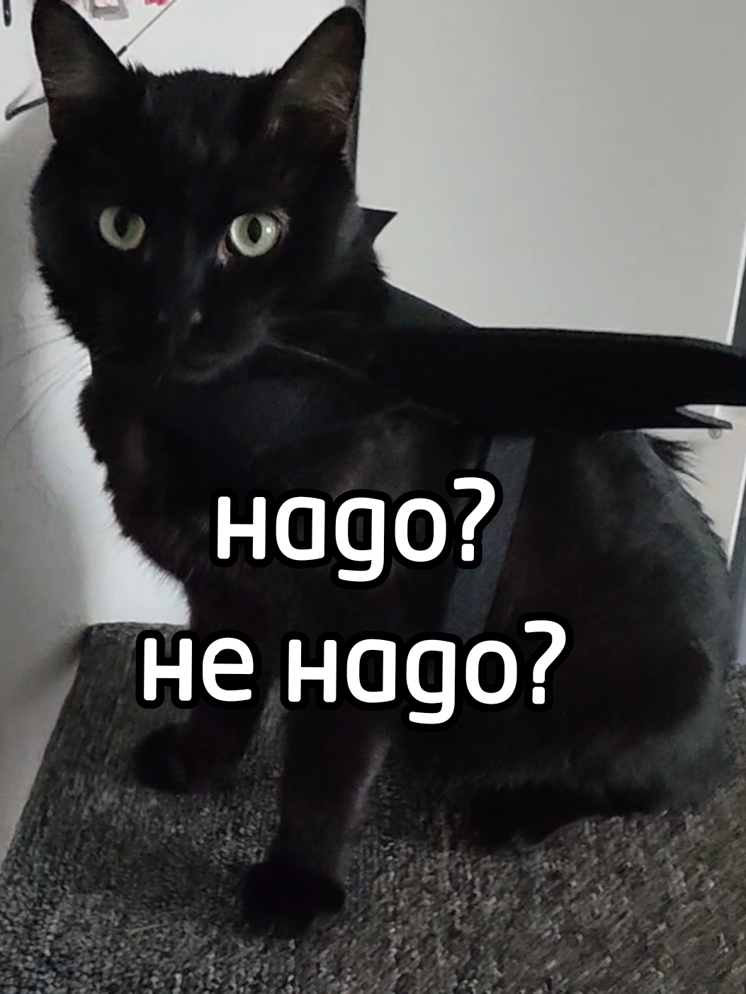 @shy_pips