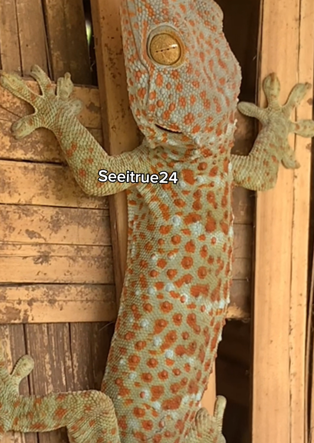 @Seeitrue24