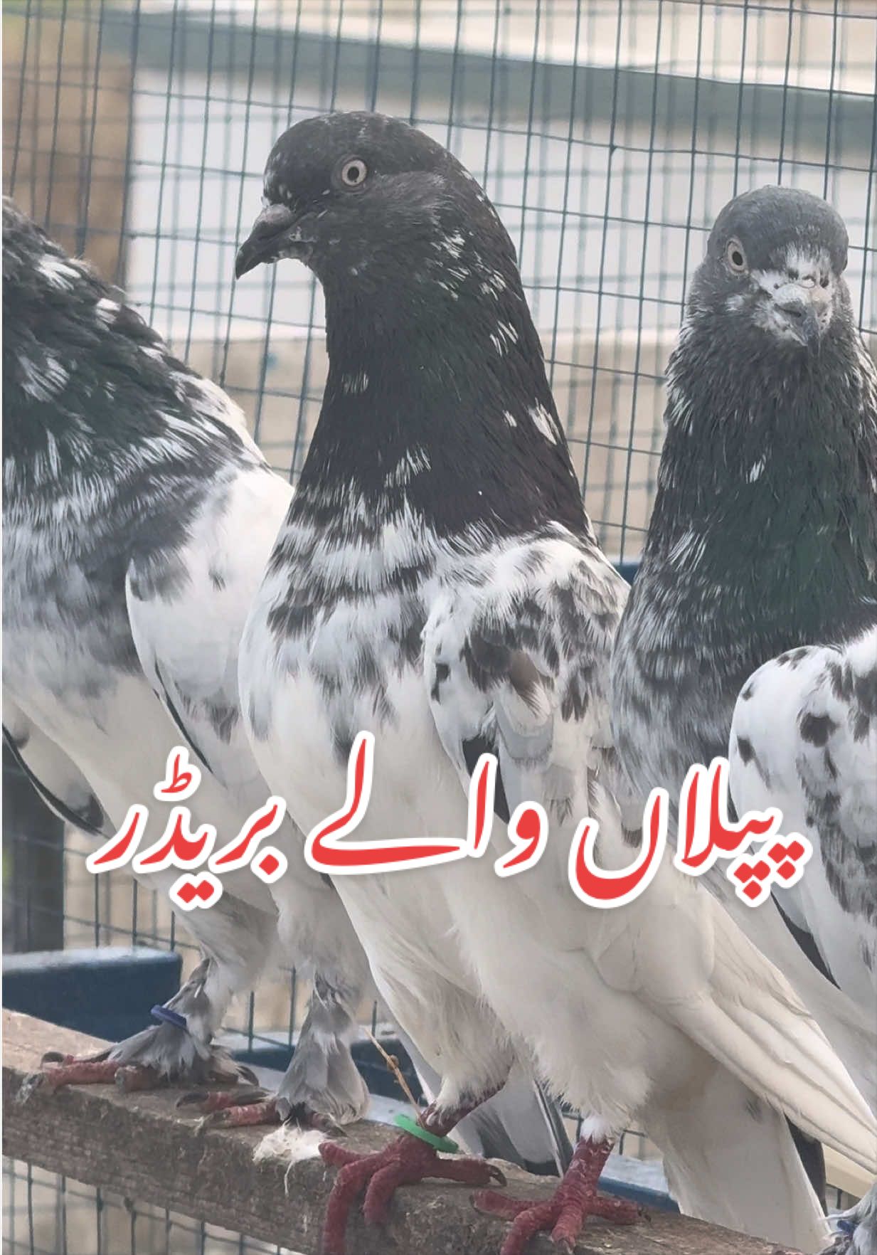 @Aero Pigeons Club