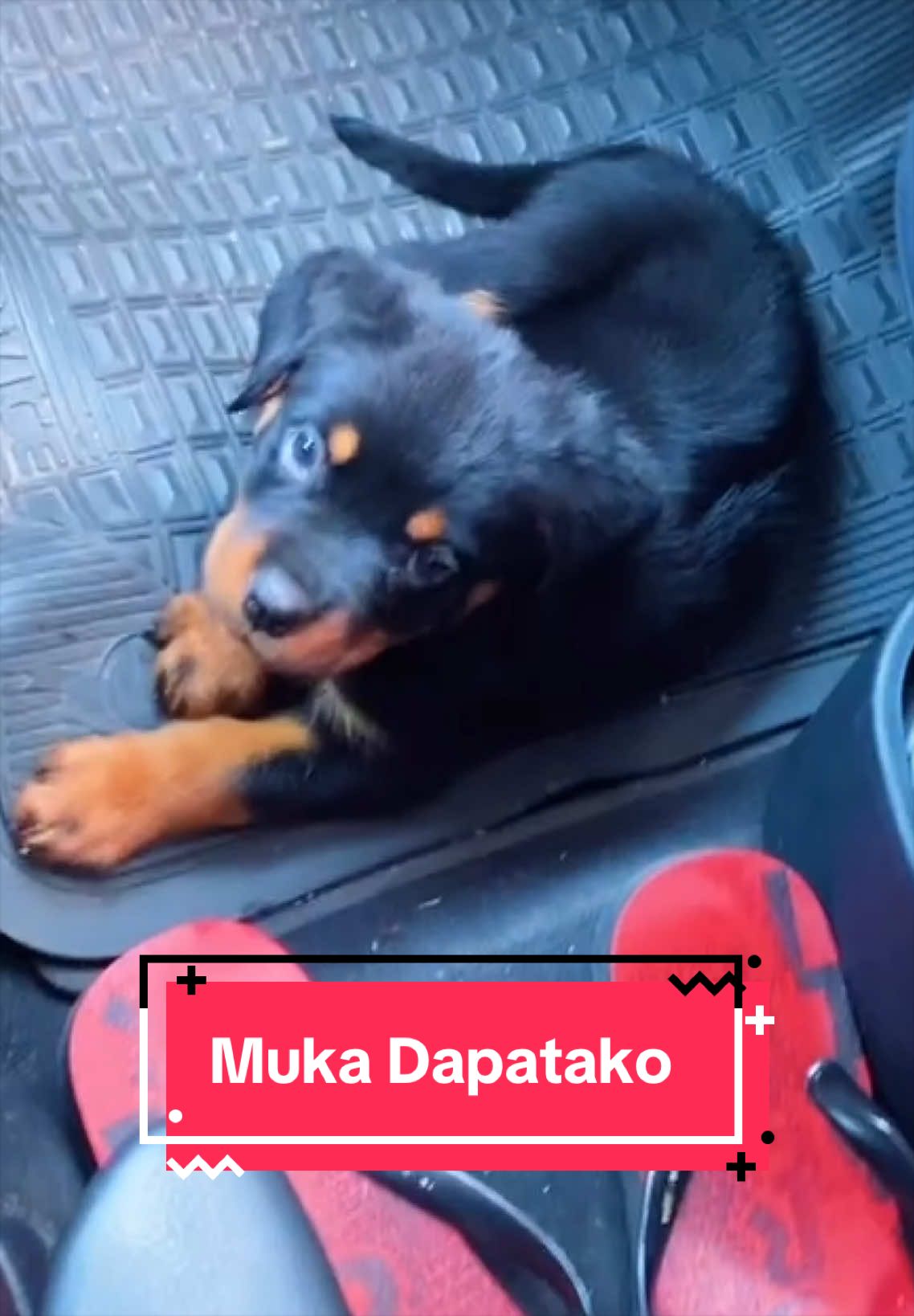 @kaka_guguk