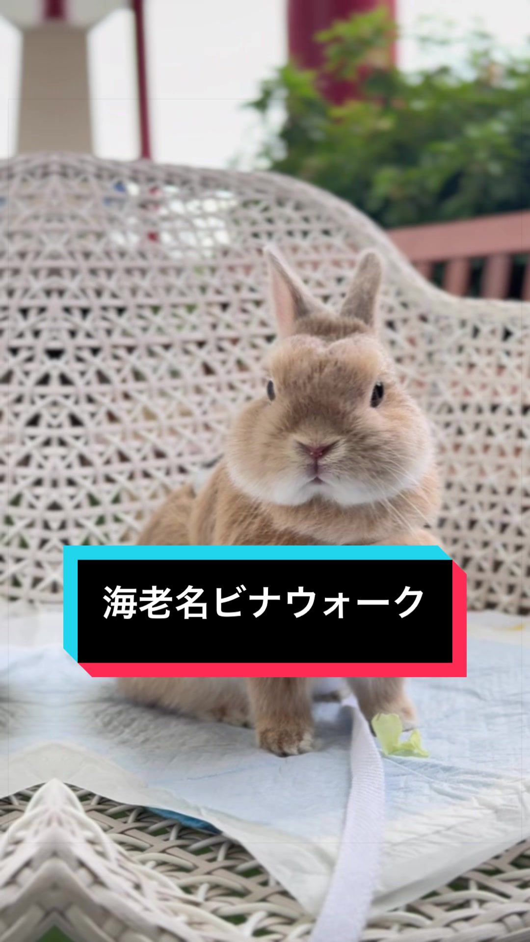 @うさぎのもちまる