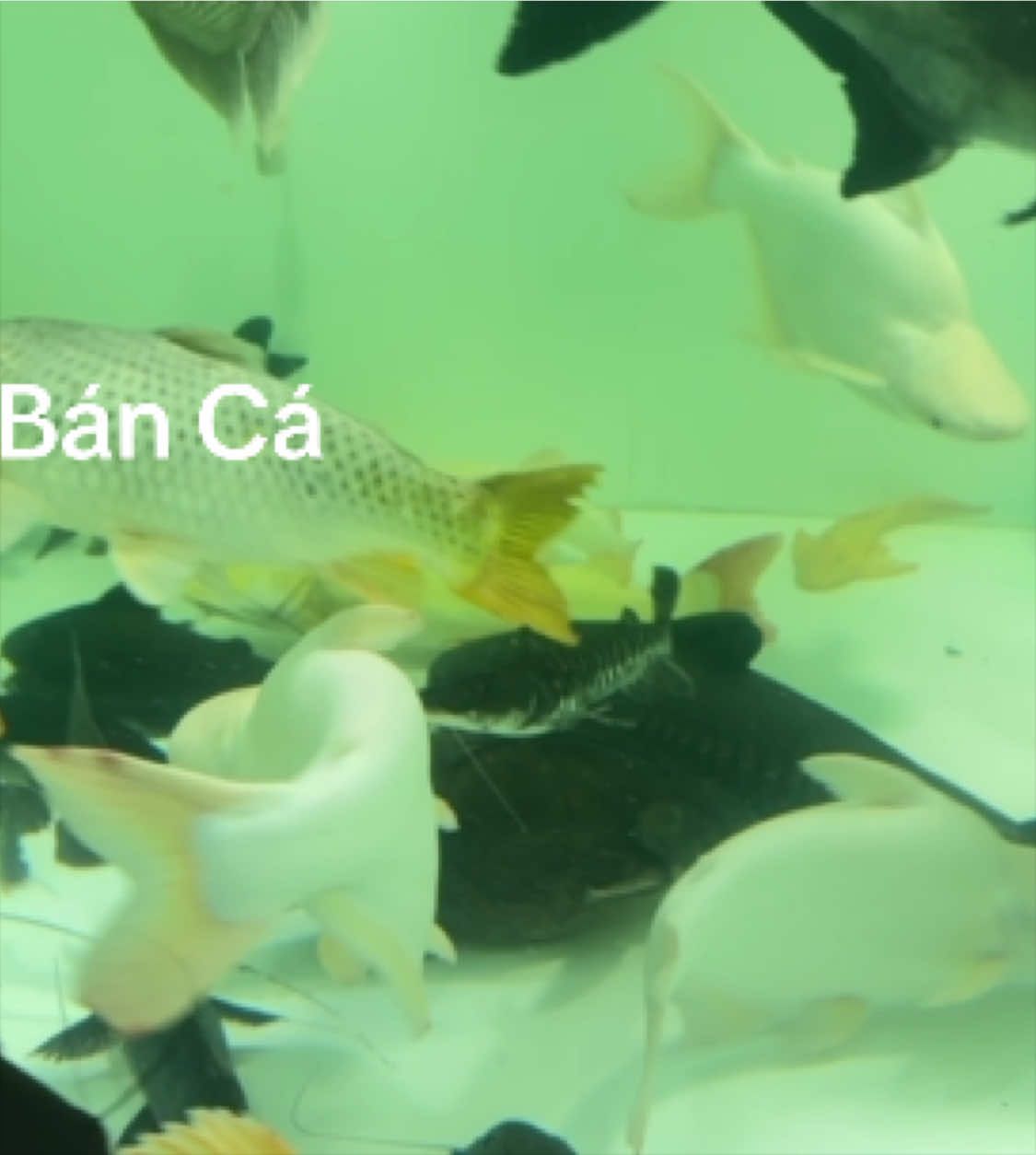 @Ph&aacute;t Đạt B&aacute;n C&aacute; 😎🐠🦈