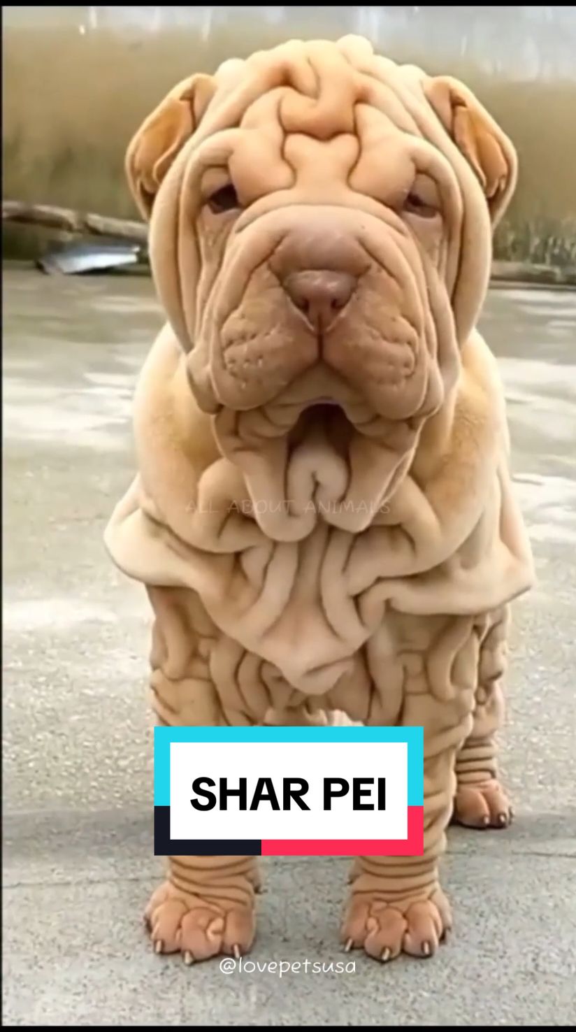 @ALL ABOUT ANIMALS