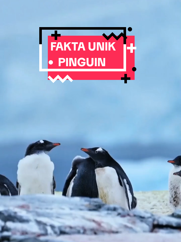 @NUNA TEMPLATE