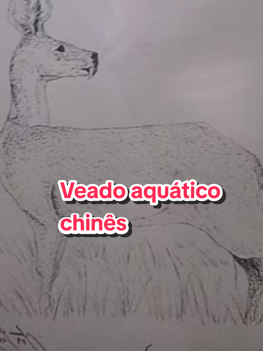 @Afonso Henrique
