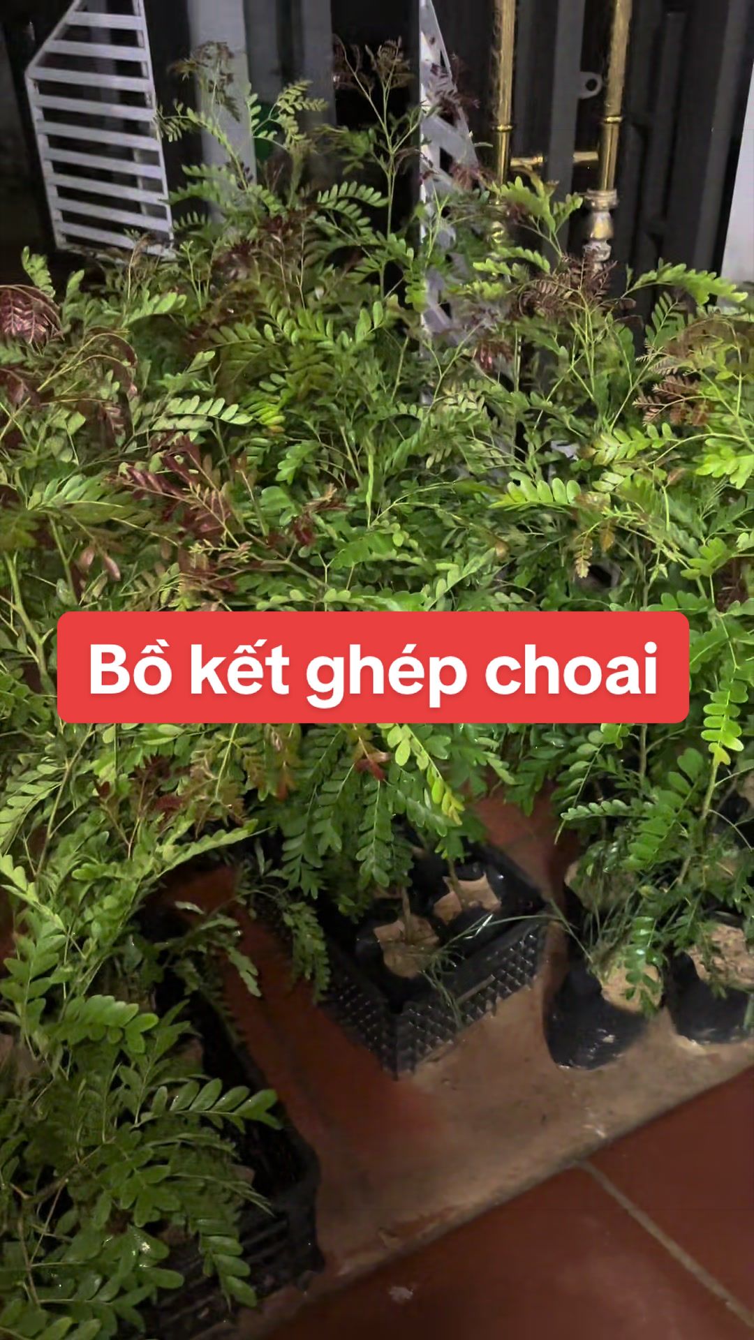 @Nh&agrave; Vườn Vũ Mai