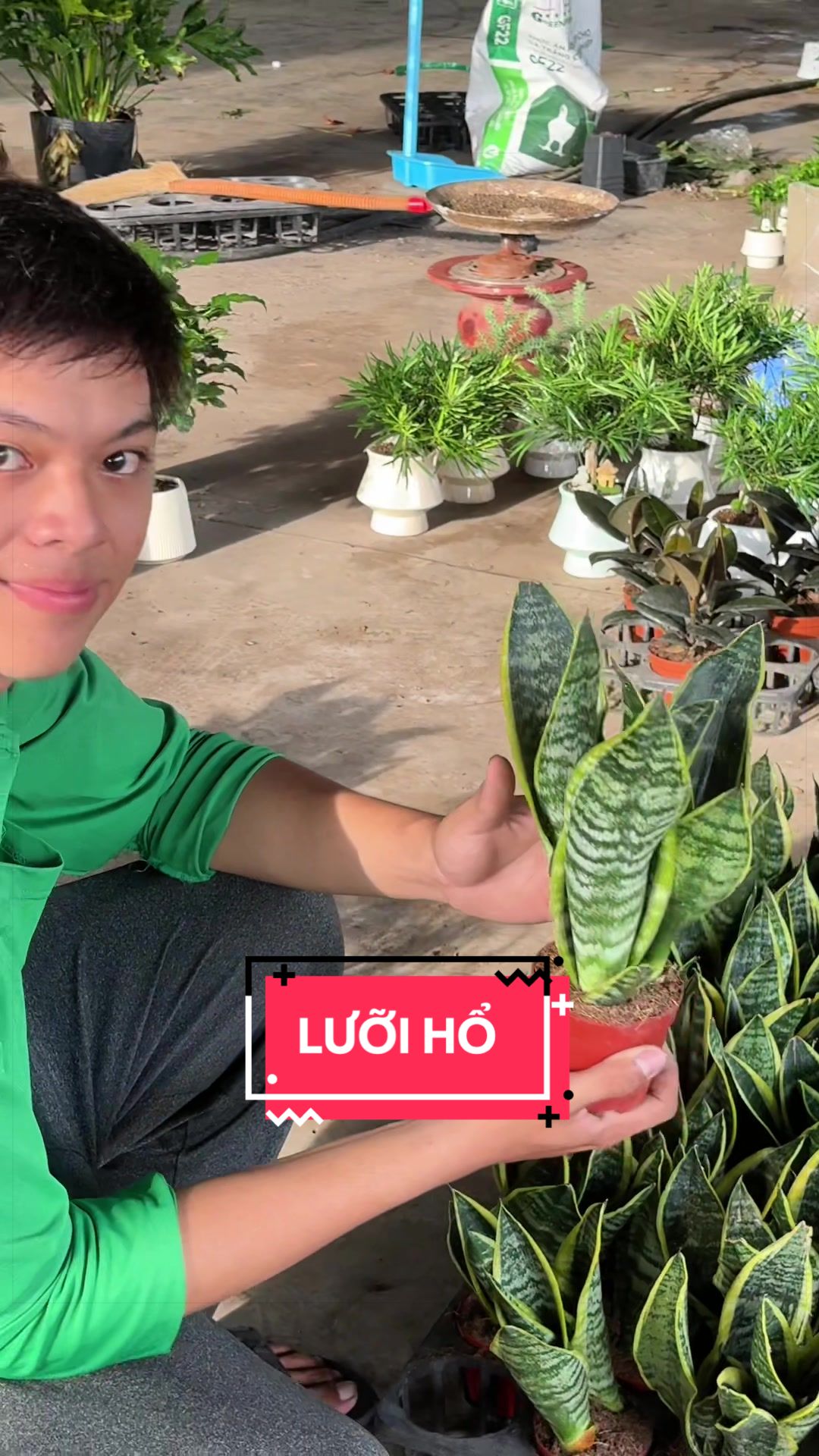 @C&acirc;y Xanh Phong Hồng