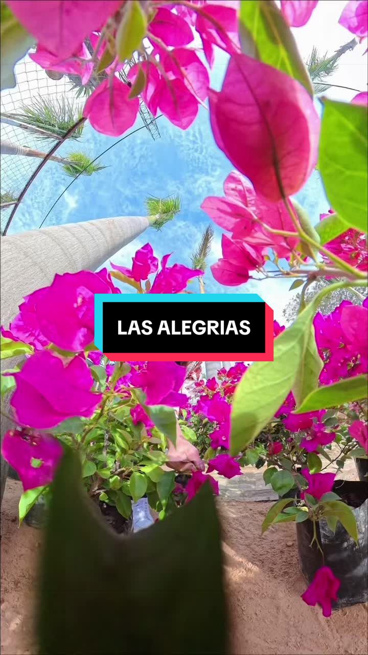 @CrisBurgos