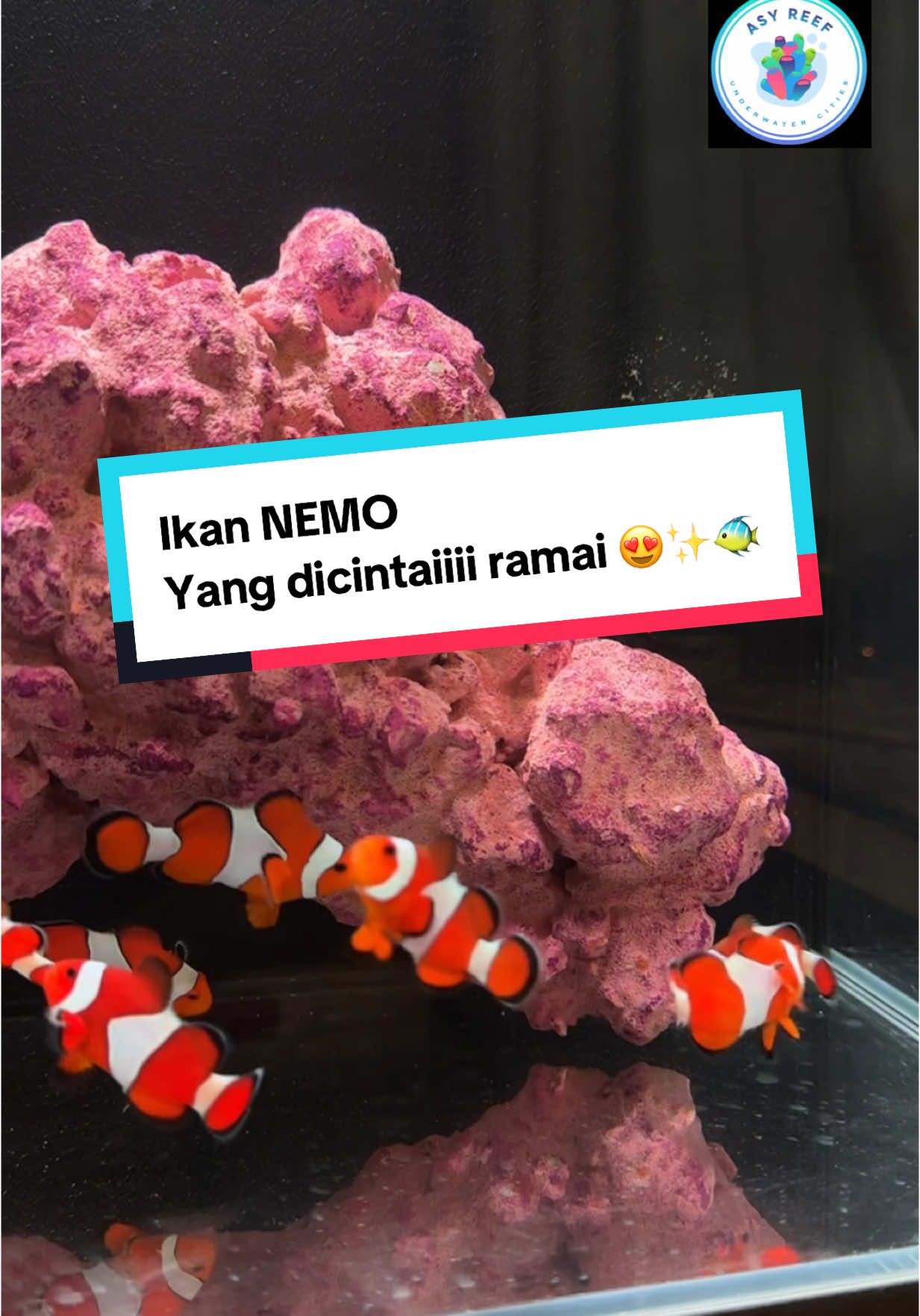@AsyReef