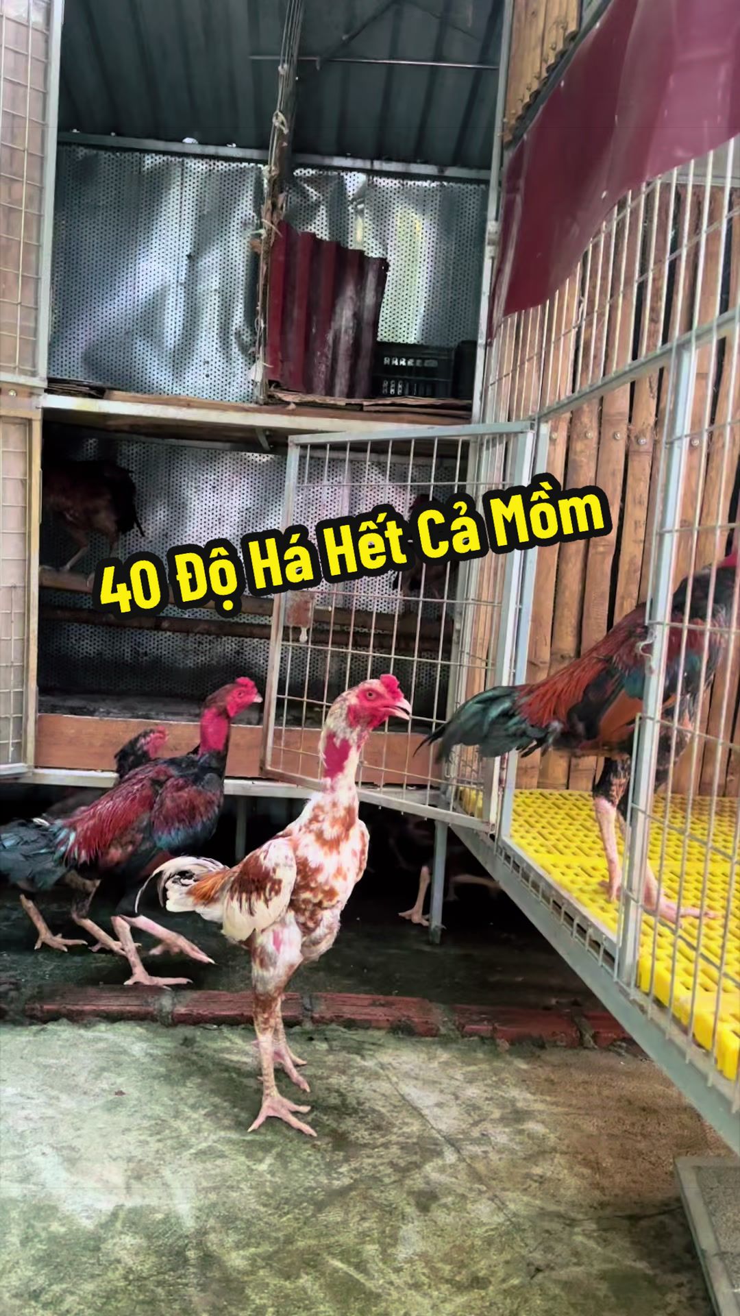 @Hoàng Nam