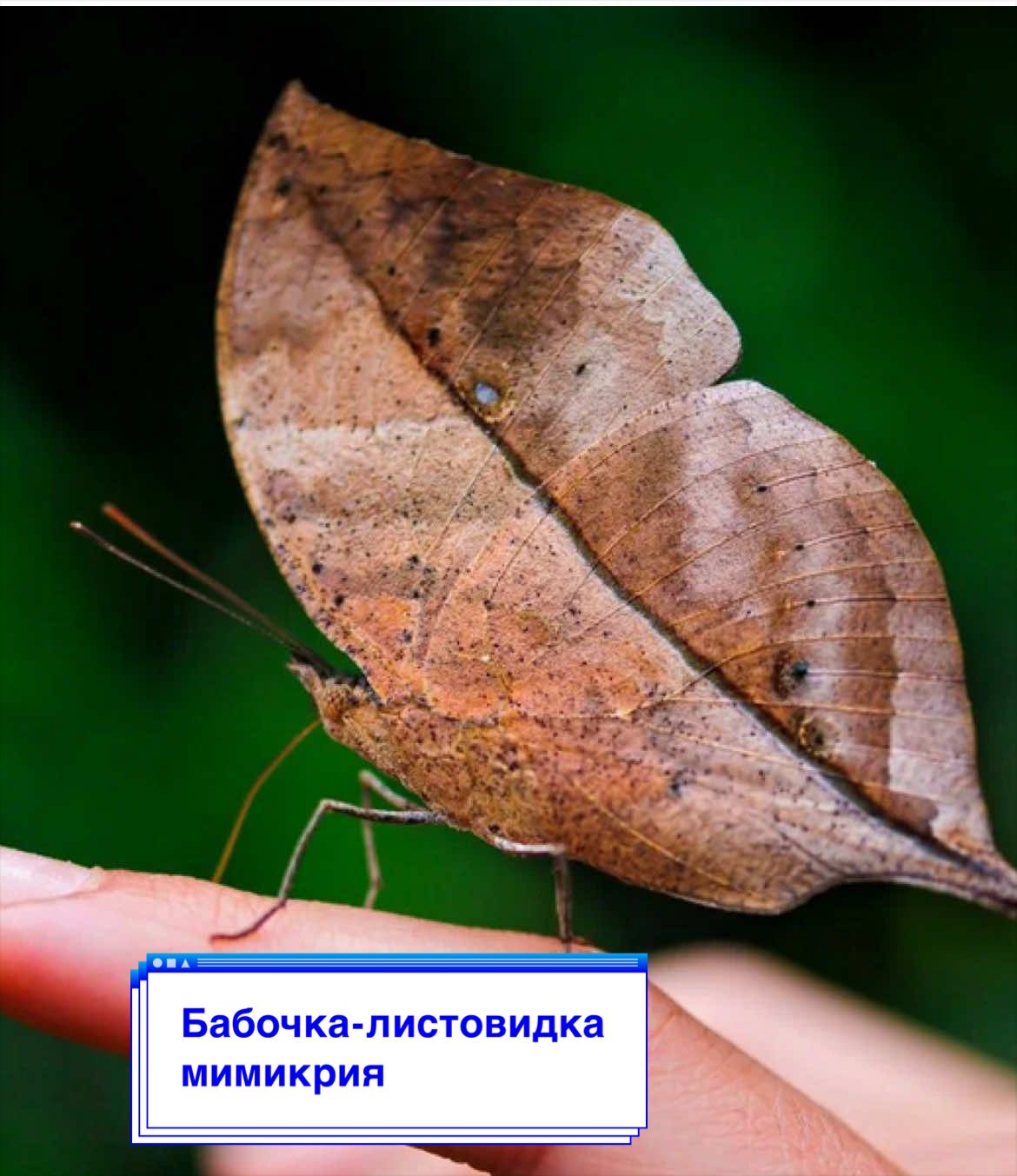 @Наука и Факты