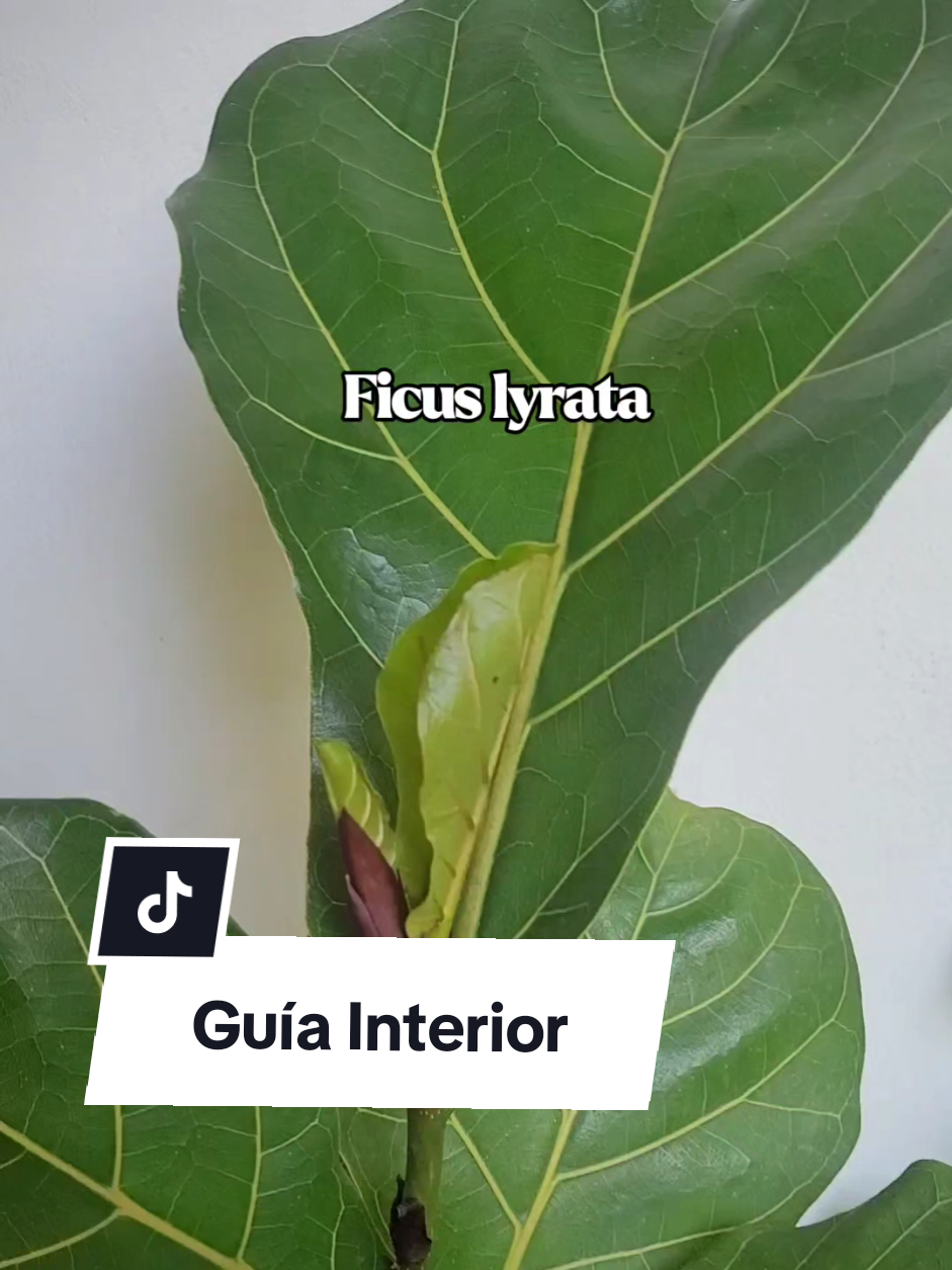 @Plantología🌿