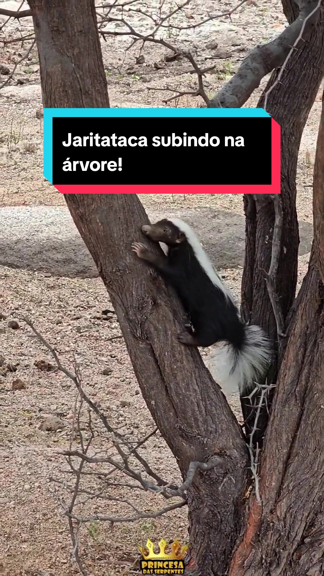 @Princesa das Serpentes