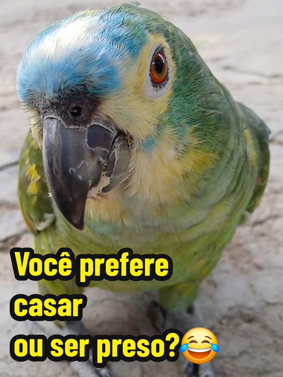 @Papagaio Chico🌽🦜