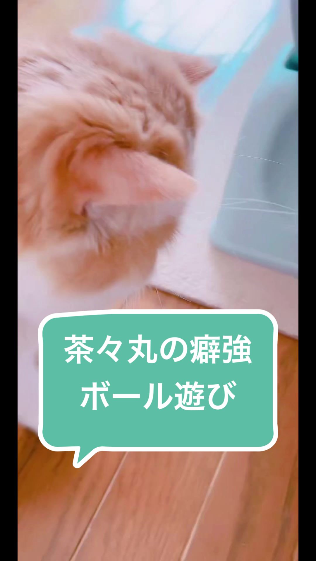 @chataro🐾🍯family