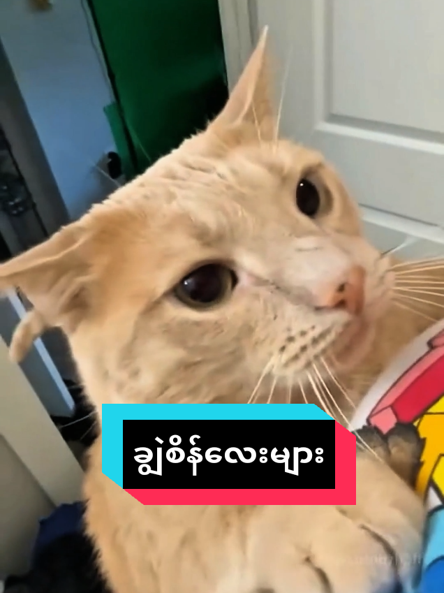 @MeowMagic