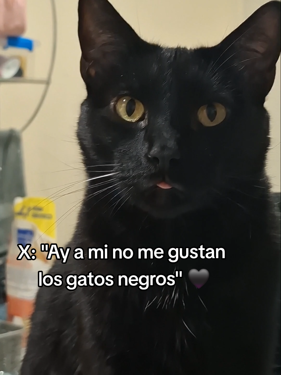 @MichiLovers&reg;