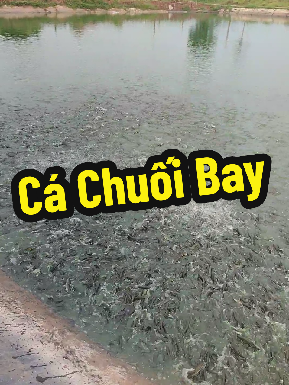 @Cá Chuối Hoa