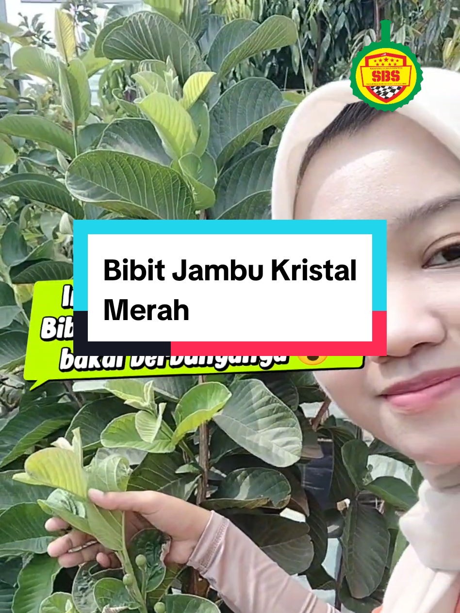 @Produksi Buah_SBS