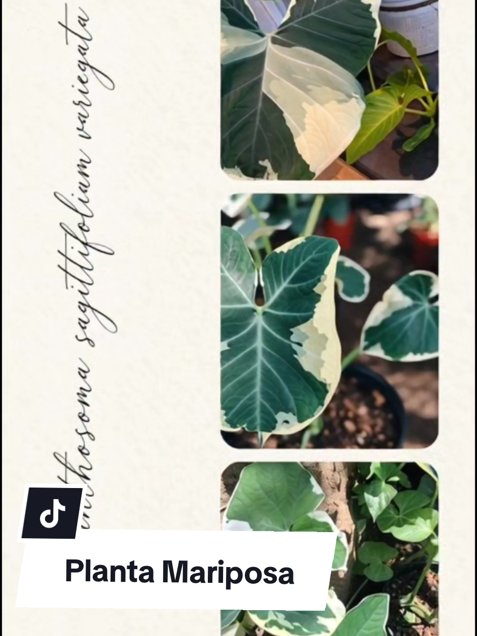 @Plantología🌿