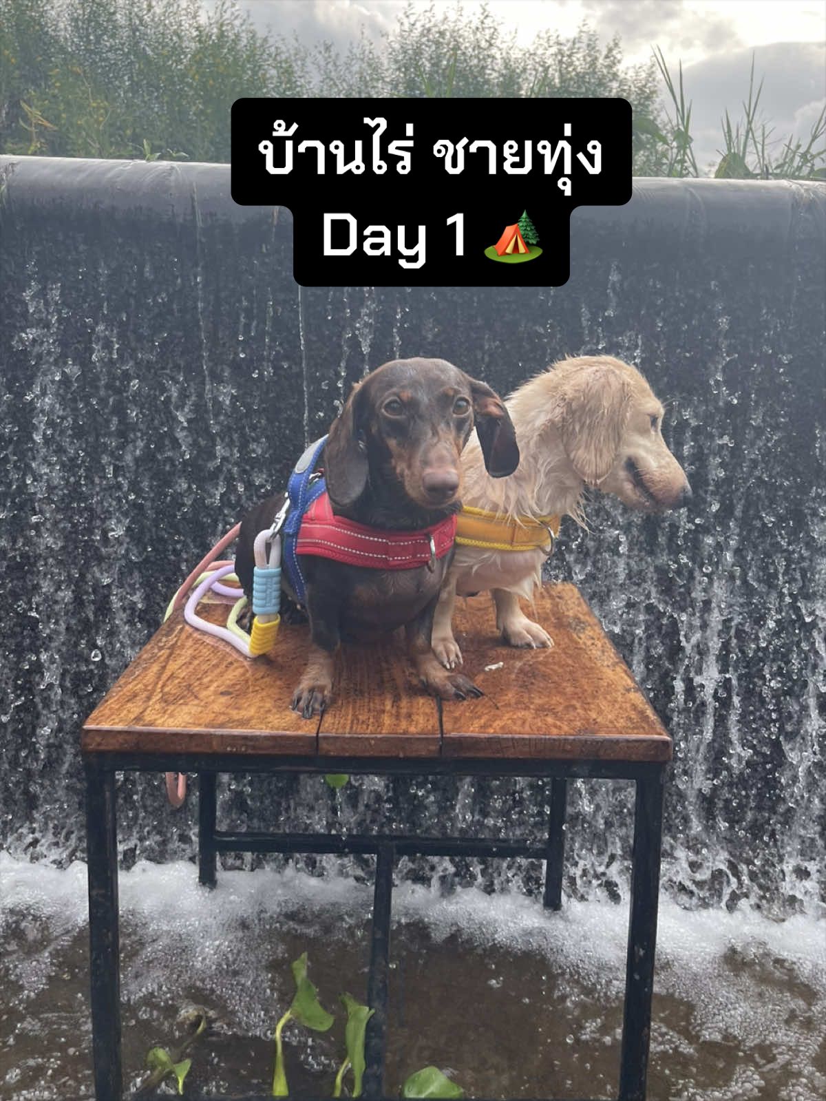 @ไนร่าไอติมยูนิ🐾Mini dachshund